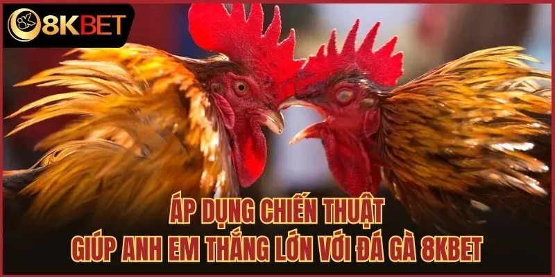 Áp dụng chiến thuật giúp anh em thắng lớn với đá gà 8kbet