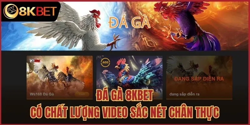 Đá gà 8kbet có chất lượng video sắc nét chân thực