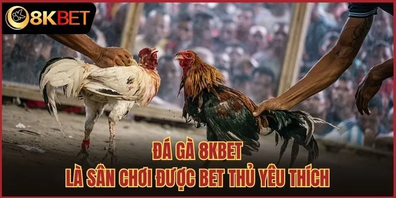 Đá gà 8kbet là sân chơi được bet thủ yêu thích