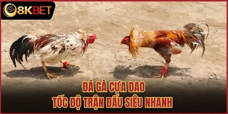 Đá gà cựa dao tốc độ trận đấu siêu nhanh 