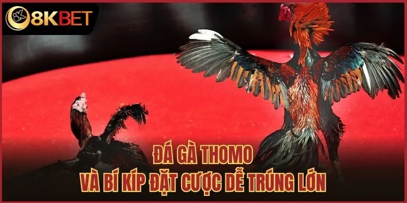 Đá gà thomo và bí kíp đặt cược dễ trúng lớn
