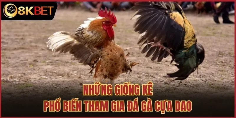 Những giống kê phổ biến tham gia đá gà cựa dao